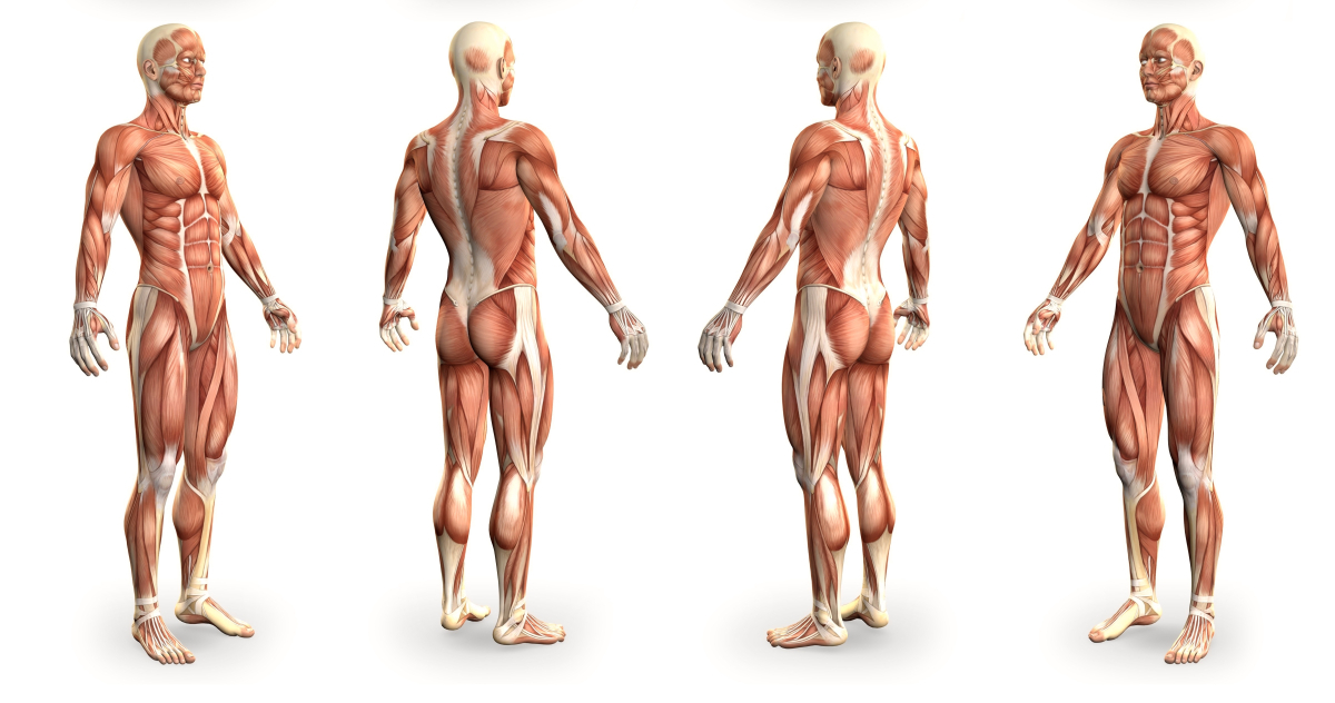 Body Anatomy Online Course