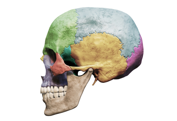 Facial Anatomy Online Course